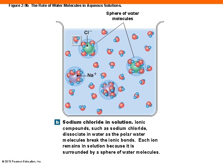 Figure 2 -9 b The Role of Water Molecules in Aqueous Solutions. Sphere of