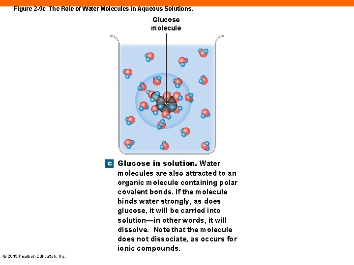 Figure 2 -9 c The Role of Water Molecules in Aqueous Solutions. Glucose molecule