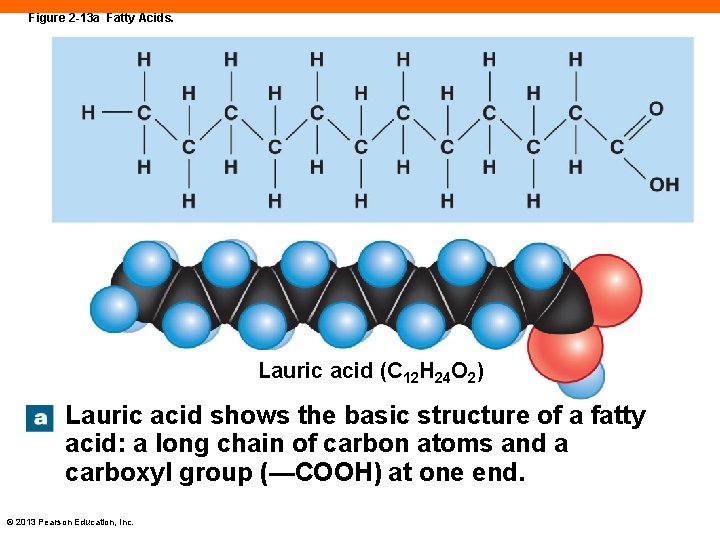 Figure 2 -13 a Fatty Acids. Lauric acid (C 12 H 24 O 2)