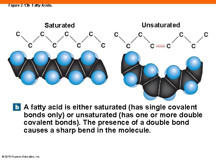 Figure 2 -13 b Fatty Acids. Saturated Unsaturated A fatty acid is either saturated