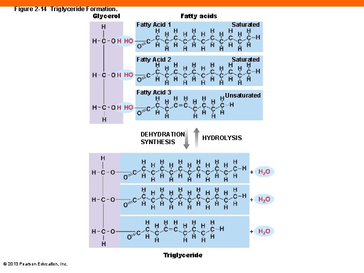 Figure 2 -14 Triglyceride Formation. Glycerol Fatty acids Fatty Acid 1 Saturated Fatty Acid