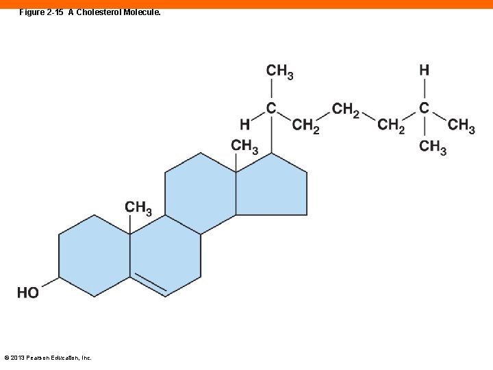 Figure 2 -15 A Cholesterol Molecule. © 2013 Pearson Education, Inc. 