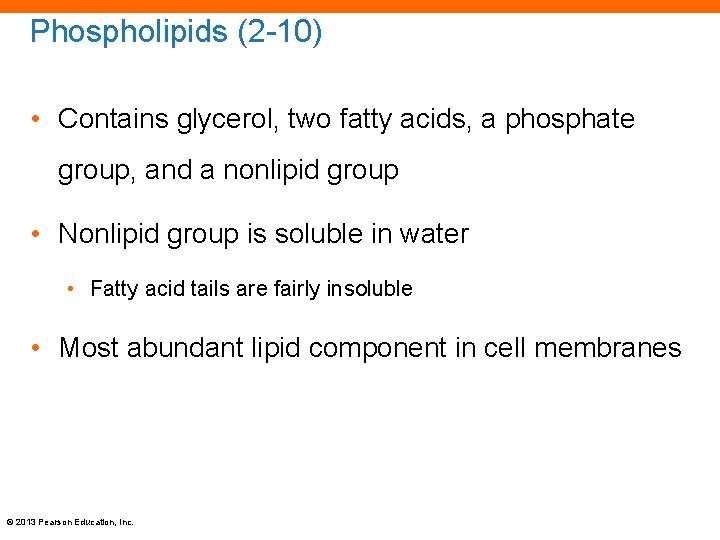 Phospholipids (2 -10) • Contains glycerol, two fatty acids, a phosphate group, and a