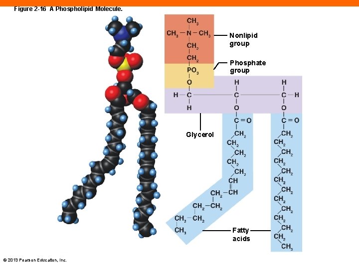 Figure 2 -16 A Phospholipid Molecule. Nonlipid group Phosphate group Glycerol Fatty acids ©