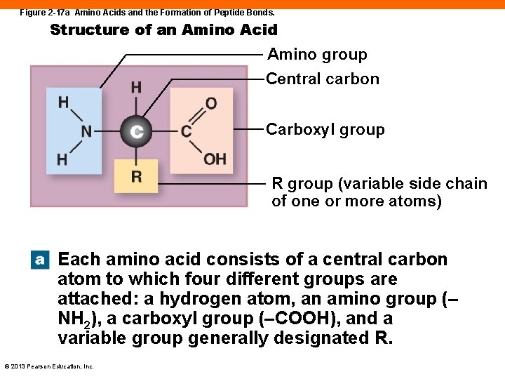 Figure 2 -17 a Amino Acids and the Formation of Peptide Bonds. Structure of