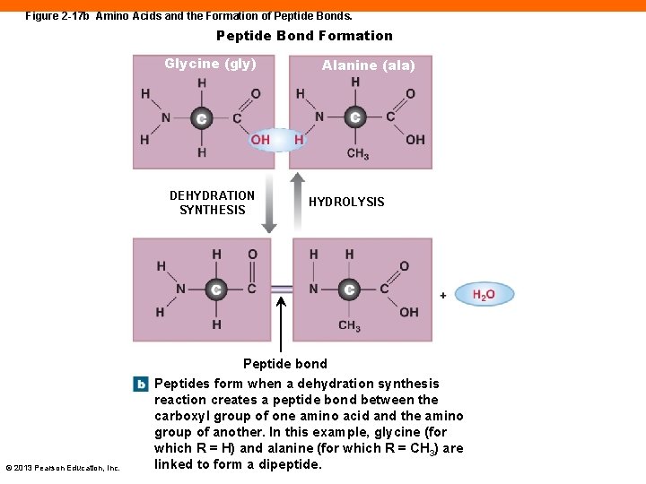 Figure 2 -17 b Amino Acids and the Formation of Peptide Bonds. Peptide Bond