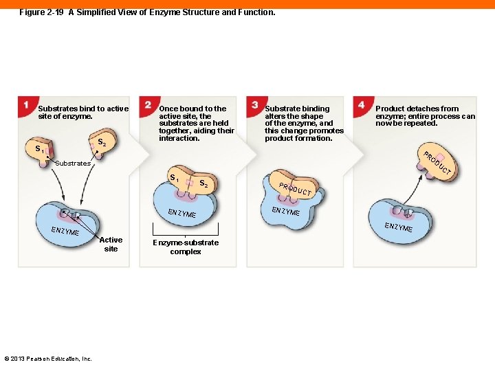 Figure 2 -19 A Simplified View of Enzyme Structure and Function. Substrates bind to