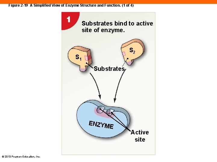 Figure 2 -19 A Simplified View of Enzyme Structure and Function. (1 of 4)