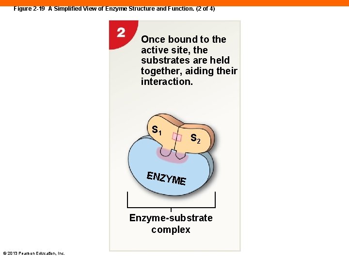 Figure 2 -19 A Simplified View of Enzyme Structure and Function. (2 of 4)