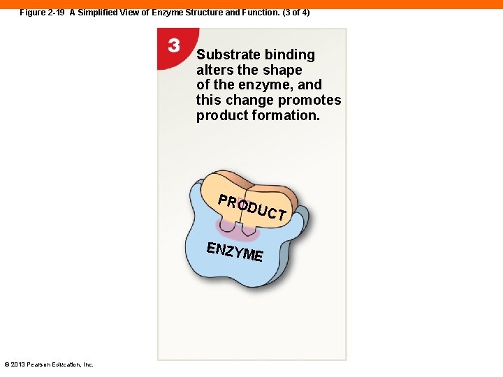 Figure 2 -19 A Simplified View of Enzyme Structure and Function. (3 of 4)