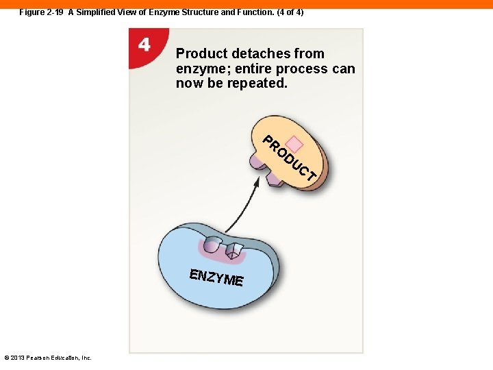 Figure 2 -19 A Simplified View of Enzyme Structure and Function. (4 of 4)