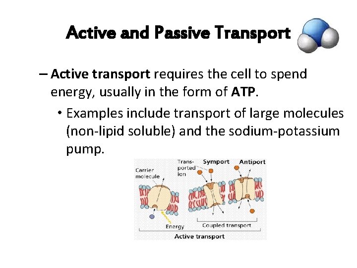 Active and Passive Transport – Active transport requires the cell to spend energy, usually