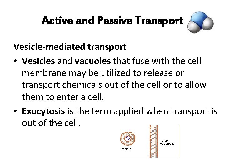 Active and Passive Transport Vesicle-mediated transport • Vesicles and vacuoles that fuse with the