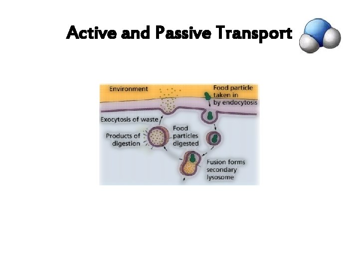 Active and Passive Transport 