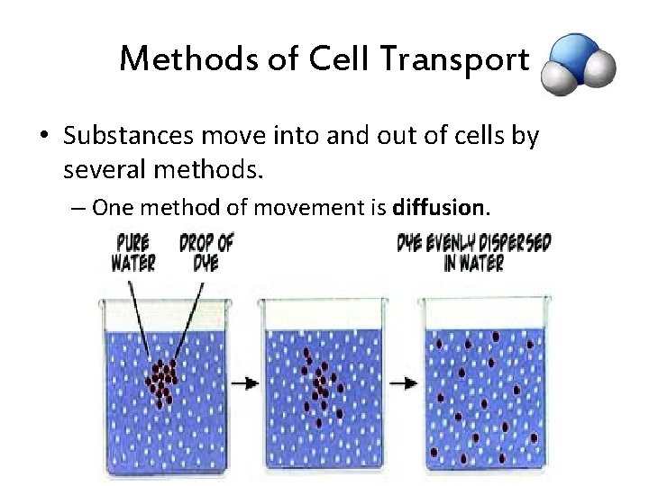 Methods of Cell Transport • Substances move into and out of cells by several