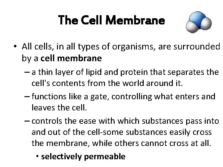 The Cell Membrane • All cells, in all types of organisms, are surrounded by