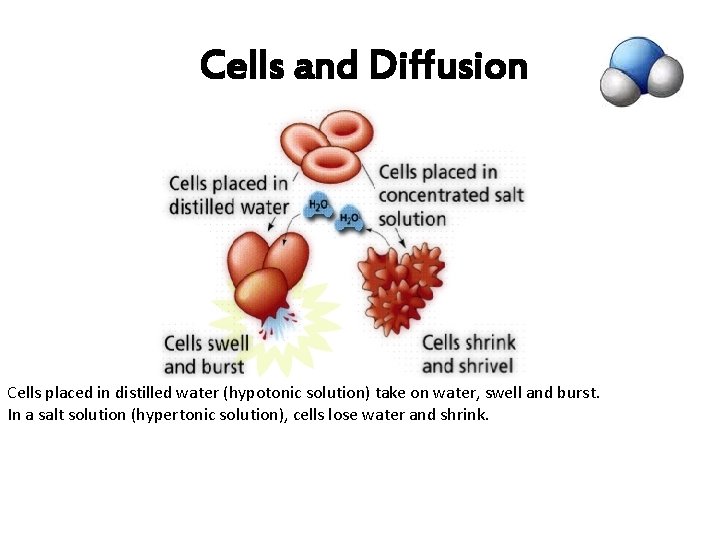  Cells and Diffusion Cells placed in distilled water (hypotonic solution) take on water,