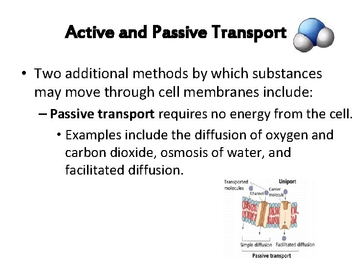 Active and Passive Transport • Two additional methods by which substances may move through