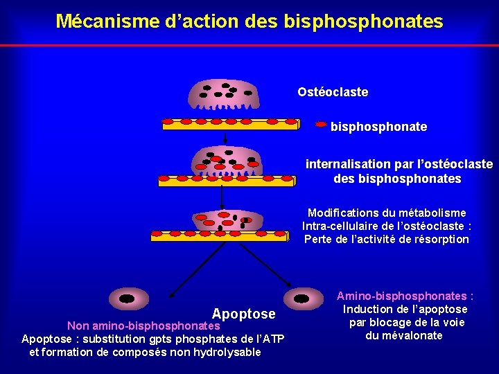 Mécanisme d’action des bisphonates Ostéoclaste bisphonate internalisation par l’ostéoclaste des bisphonates Modifications du métabolisme