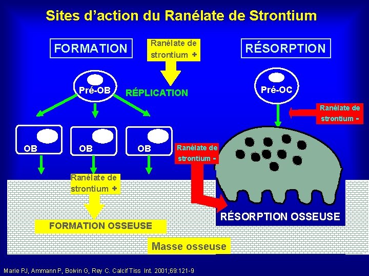 Sites d’action du Ranélate de Strontium FORMATION Pré-OB Ranélate de strontium + RÉSORPTION Pré-OC