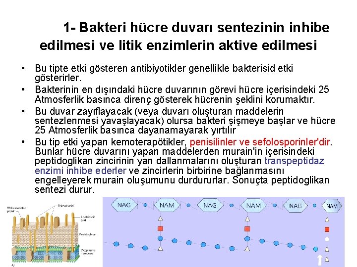 1 - Bakteri hücre duvarı sentezinin inhibe edilmesi ve litik enzimlerin aktive edilmesi •