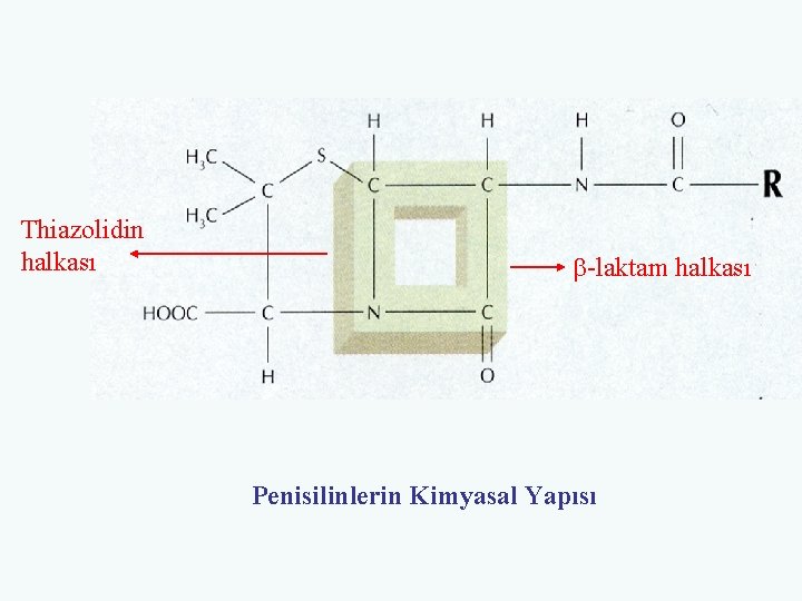 Thiazolidin halkası b-laktam halkası Penisilinlerin Kimyasal Yapısı 