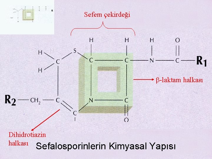 Sefem çekirdeği b-laktam halkası Dihidrotiazin halkası Sefalosporinlerin Kimyasal Yapısı 