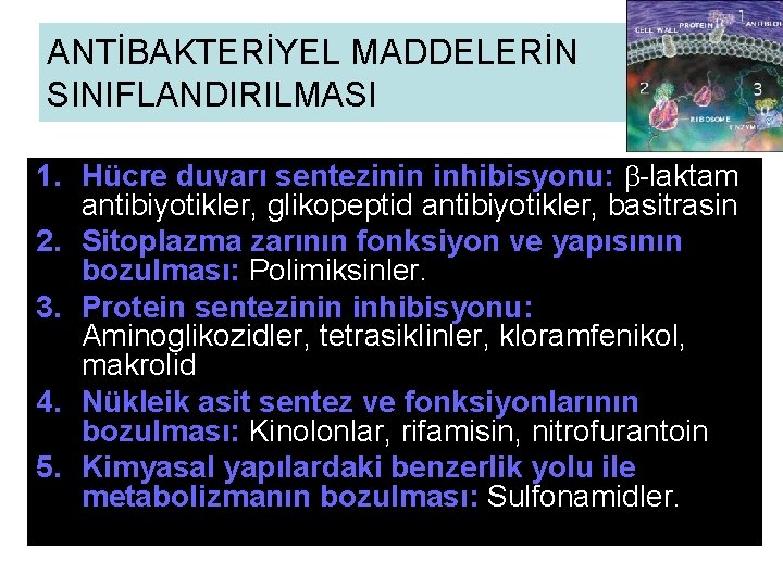 ANTİBAKTERİYEL MADDELERİN SINIFLANDIRILMASI 1. Hücre duvarı sentezinin inhibisyonu: b-laktam antibiyotikler, glikopeptid antibiyotikler, basitrasin. 2.