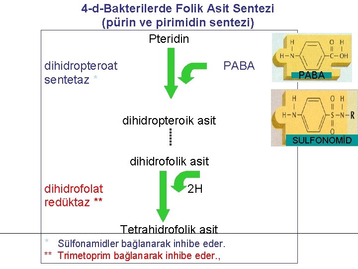 4 -d-Bakterilerde Folik Asit Sentezi (pürin ve pirimidin sentezi) Pteridin dihidropteroat sentetaz * PABA