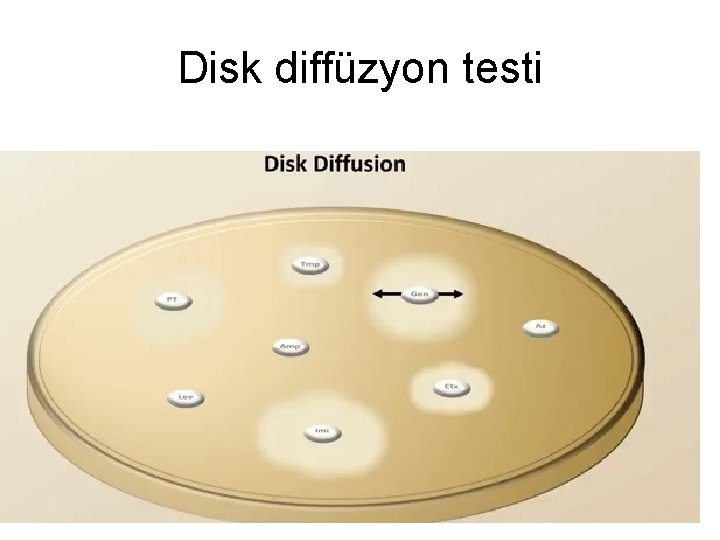 Disk diffüzyon testi 