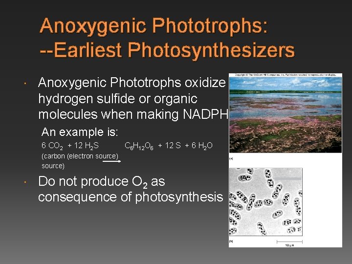 Anoxygenic Phototrophs: --Earliest Photosynthesizers Anoxygenic Phototrophs oxidize hydrogen sulfide or organic molecules when making