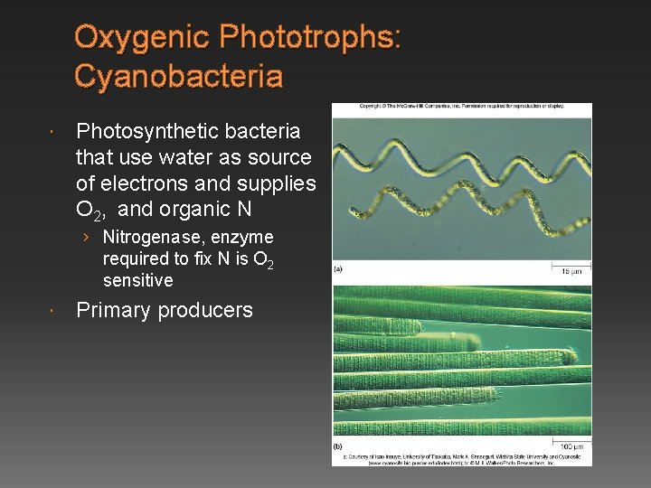 Oxygenic Phototrophs: Cyanobacteria Photosynthetic bacteria that use water as source of electrons and supplies