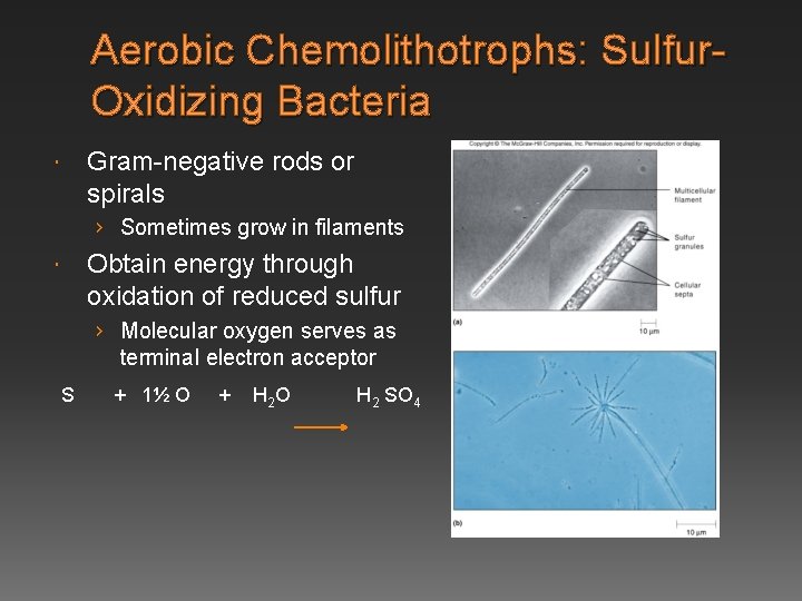 Aerobic Chemolithotrophs: Sulfur. Oxidizing Bacteria Gram-negative rods or spirals › Sometimes grow in filaments