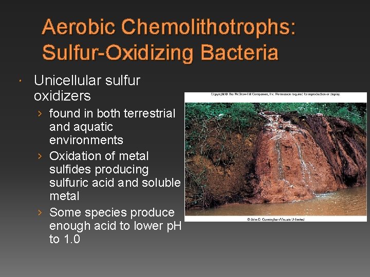 Aerobic Chemolithotrophs: Sulfur-Oxidizing Bacteria Unicellular sulfur oxidizers › found in both terrestrial and aquatic