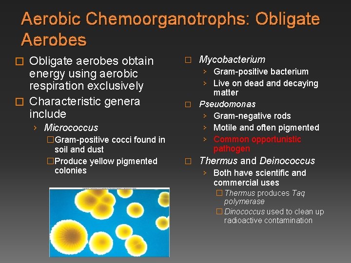 Aerobic Chemoorganotrophs: Obligate Aerobes Obligate aerobes obtain energy using aerobic respiration exclusively � Characteristic