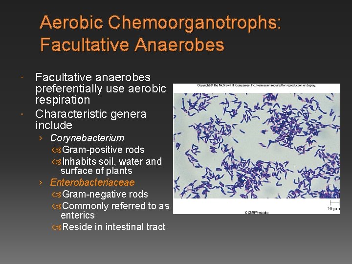 Aerobic Chemoorganotrophs: Facultative Anaerobes Facultative anaerobes preferentially use aerobic respiration Characteristic genera include ›