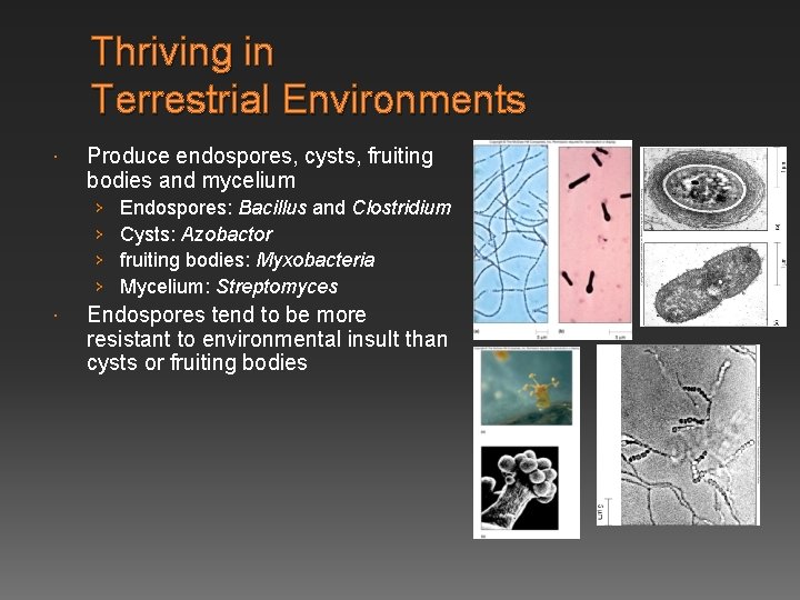 Thriving in Terrestrial Environments Produce endospores, cysts, fruiting bodies and mycelium › › Endospores: