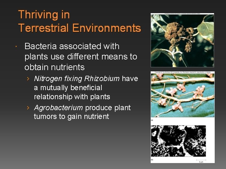 Thriving in Terrestrial Environments Bacteria associated with plants use different means to obtain nutrients