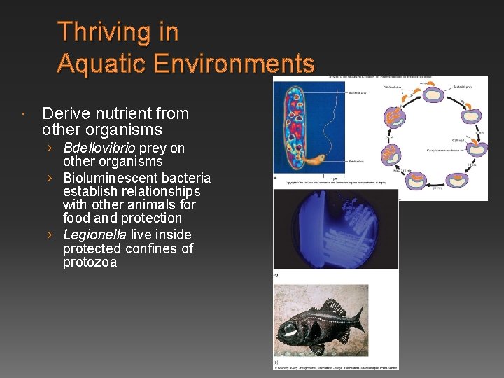 Thriving in Aquatic Environments Derive nutrient from other organisms › Bdellovibrio prey on other