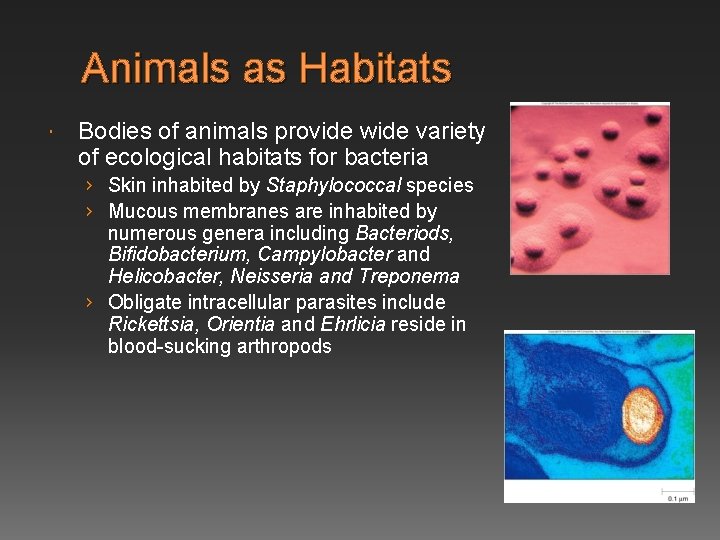 Animals as Habitats Bodies of animals provide wide variety of ecological habitats for bacteria