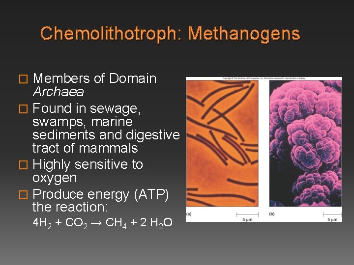 Chemolithotroph: Methanogens Members of Domain Archaea � Found in sewage, swamps, marine sediments and