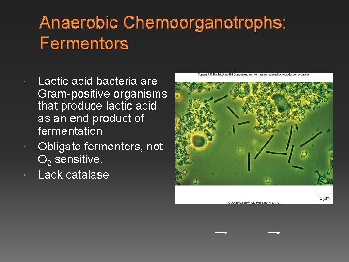 Anaerobic Chemoorganotrophs: Fermentors Lactic acid bacteria are Gram-positive organisms that produce lactic acid as