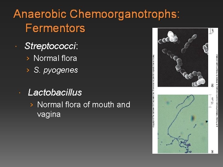 Anaerobic Chemoorganotrophs: Fermentors Streptococci: › Normal flora › S. pyogenes Lactobacillus › Normal flora