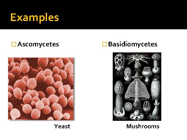 Examples � Ascomycetes Yeast � Basidiomycetes Mushrooms 