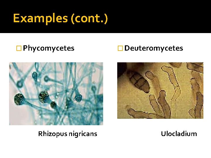 Examples (cont. ) � Phycomycetes Rhizopus nigricans � Deuteromycetes Ulocladium 