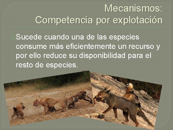 Mecanismos: Competencia por explotación �Sucede cuando una de las especies consume más eficientemente un