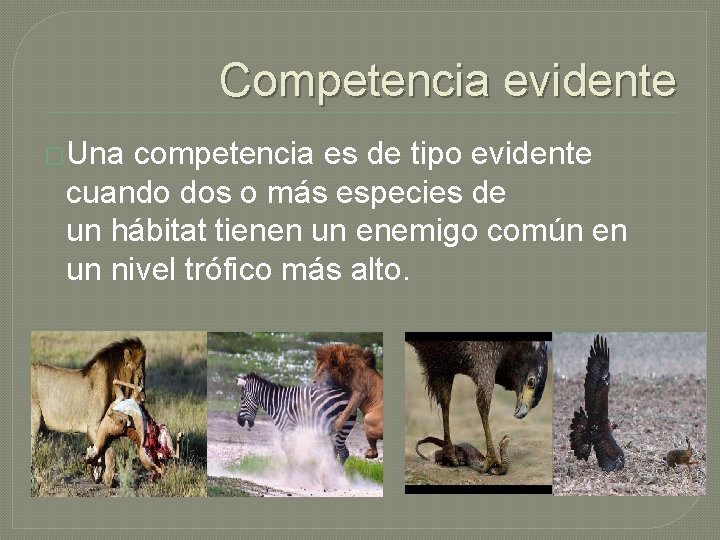 Competencia evidente �Una competencia es de tipo evidente cuando dos o más especies de