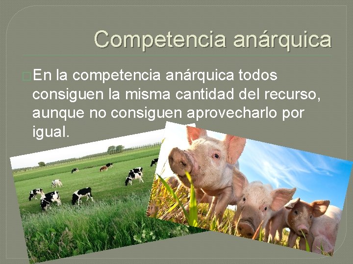 Competencia anárquica �En la competencia anárquica todos consiguen la misma cantidad del recurso, aunque