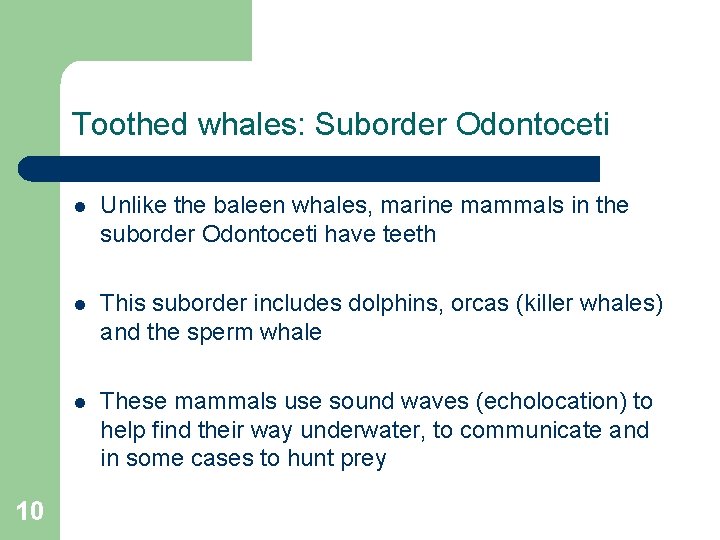 Toothed whales: Suborder Odontoceti 10 l Unlike the baleen whales, marine mammals in the