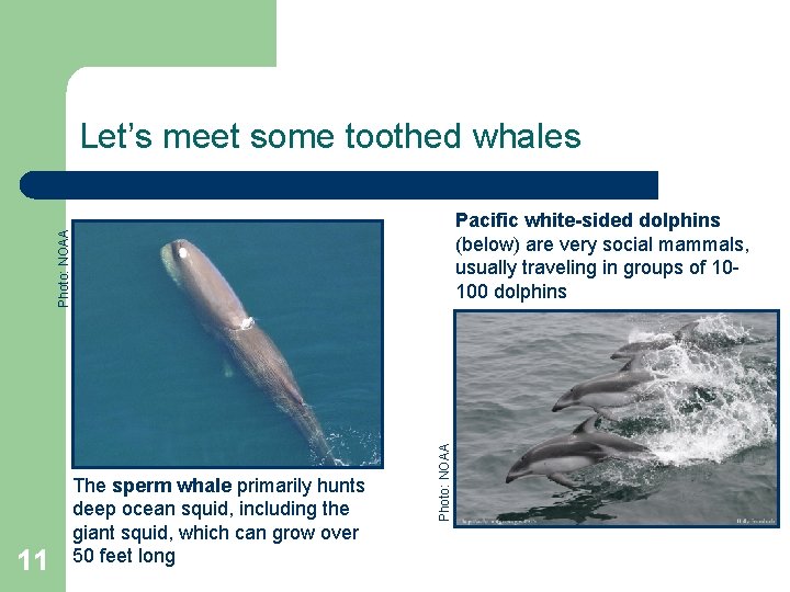 Let’s meet some toothed whales 11 The sperm whale primarily hunts deep ocean squid,